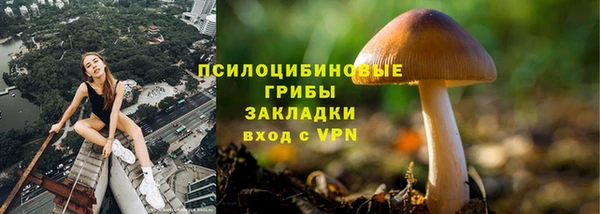 гашик Дмитров